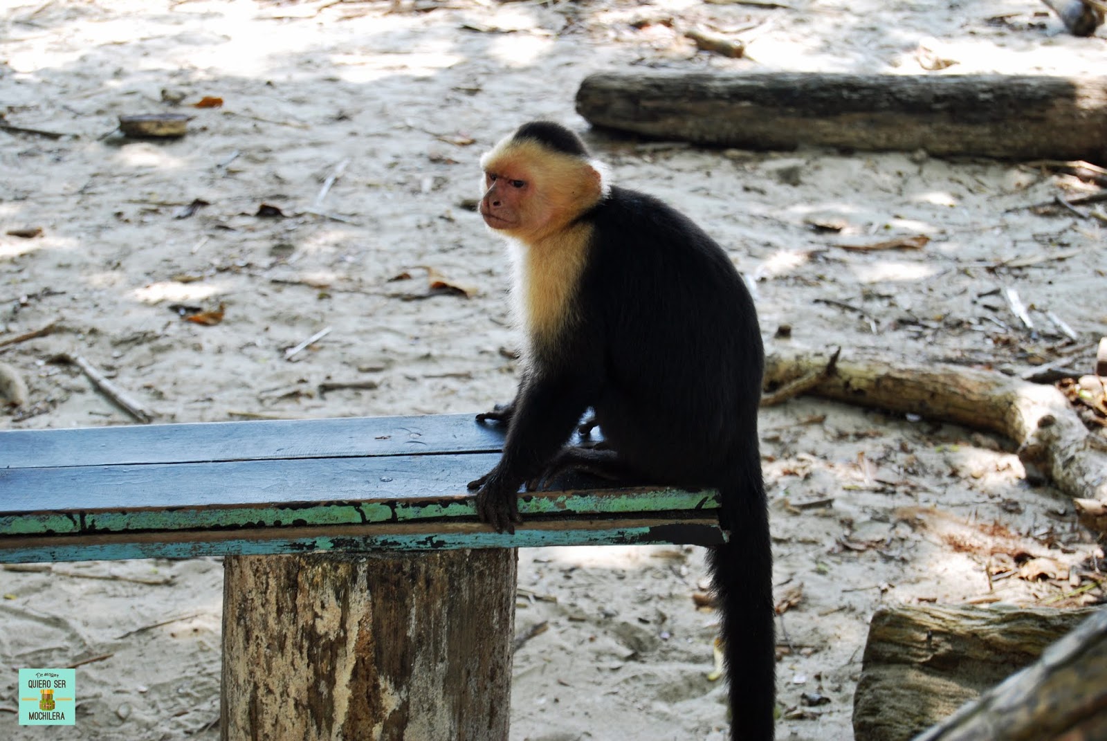 monos manuel antonio