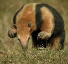 optamandua