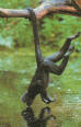 spidermonkey